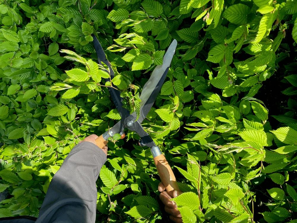 Bahco P57-25-W Hedge Shears With Wavy Blade, Wooden Handle - Image 2