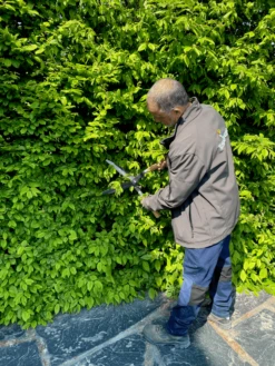 Bahco P57-25-W Hedge Shears With Wavy Blade, Wooden Handle -AU Garden Supplies Sales 2024 Bahco P57 25 W Hedge Shears with Wavy Blade Wooden Handle 2 09538.1707204206