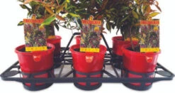 Efficiency Shuttle Tray For 140mmØ Pots - 6 Cell -AU Garden Supplies Sales 2024 Efficiency Shuttle Tray for 140mm Pots 6 Cell 1 81935.1686784947