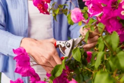 Felco 14 Secateurs 7 Felco 14 Secateurs -AU Garden Supplies Sales 2024 felco 14 2 42744.1683527873