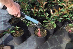 Handheld Topdressing Fertiliser Dispenser (Short) -AU Garden Supplies Sales 2024 fertilEasy13 26819.1656574251