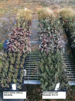 Natrakelp 18-3-10 -AU Garden Supplies Sales 2024 native 18 3 10 97906.1662942632